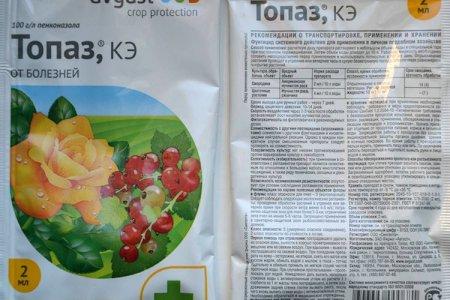 Фунгицид Топаз: описание и инструкция по применению