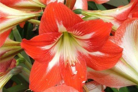Гипер цветок фото гиппеаструм