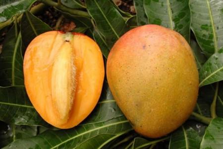 kak vyrastit mango iz kostochki v domashnih usloviyah 577 0