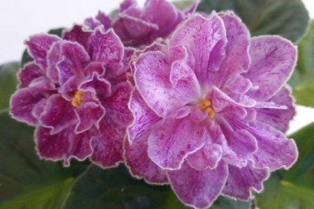 Цветок по фото узнать название комнатные цветы онлайн бесплатно