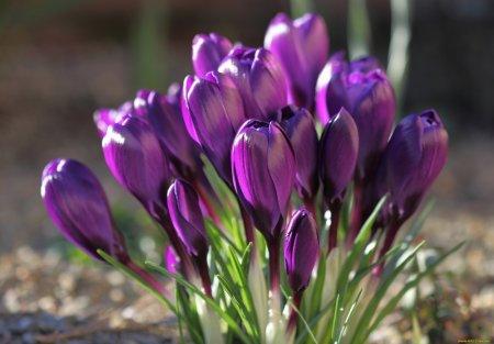 Крокусы (70 фото) - виды, уход и выращивание