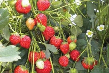 Лучшие ремонтантные сорта клубники - названия и фото