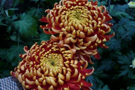 Хризантемы фото и названия и описание