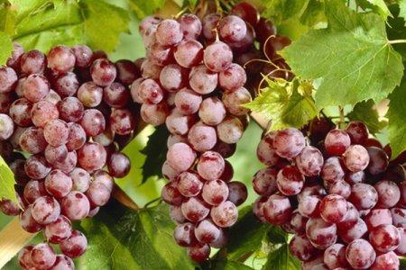 Сорта винограда для южного урала с фото и описанием