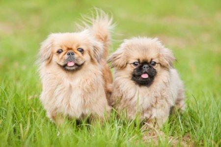 Гладкошерстные породы собак маленьких размеров для квартир