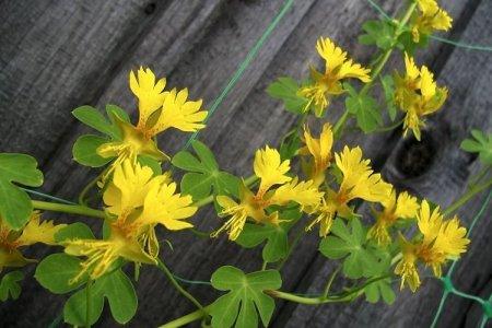 Настурция (60 фото): виды, уход и выращивание