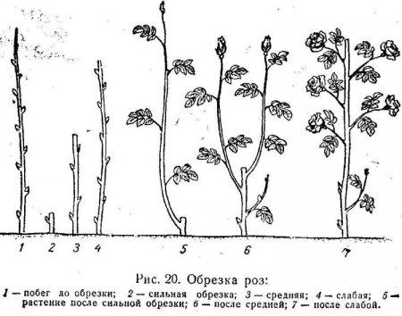 Схема обрезки плетистой розы весной