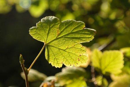 У смородины желтеют листья в мае и что делать фото почему