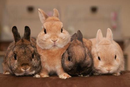 Породы кроликов: названия и фото (каталог)