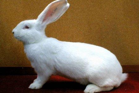Породы кроликов с фотографиями и названиями и описанием мясные породы