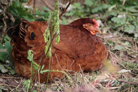 Породы красных кур несушек с фотографиями и названиями и описанием