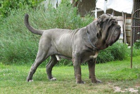 Неаполитанский мастиф - Самые большие собаки в мире