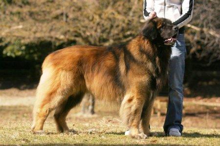Леонбергер - Самые большие собаки в мире