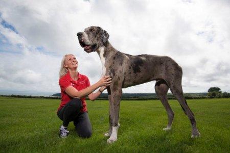 Немецкий дог - Самые большие собаки в мире