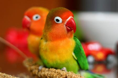 Сколько живут попугаи и как можно продлить их жизнь