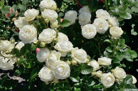 Белые парковые розы фото с названиями
